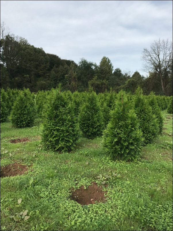 Arborvitae privacy trees