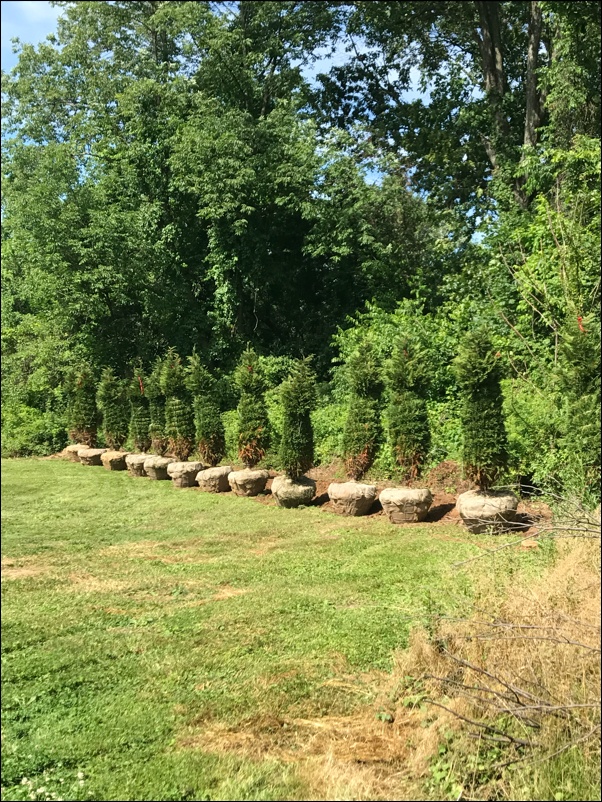 evergreen tree line