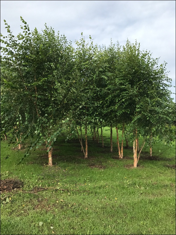 leyland cypress tree screening